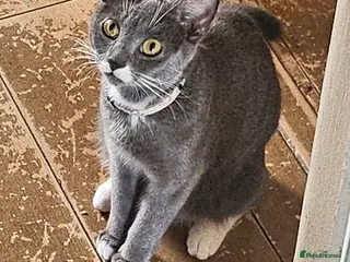 British Shorthair cats British short-hair mix - Advert 14