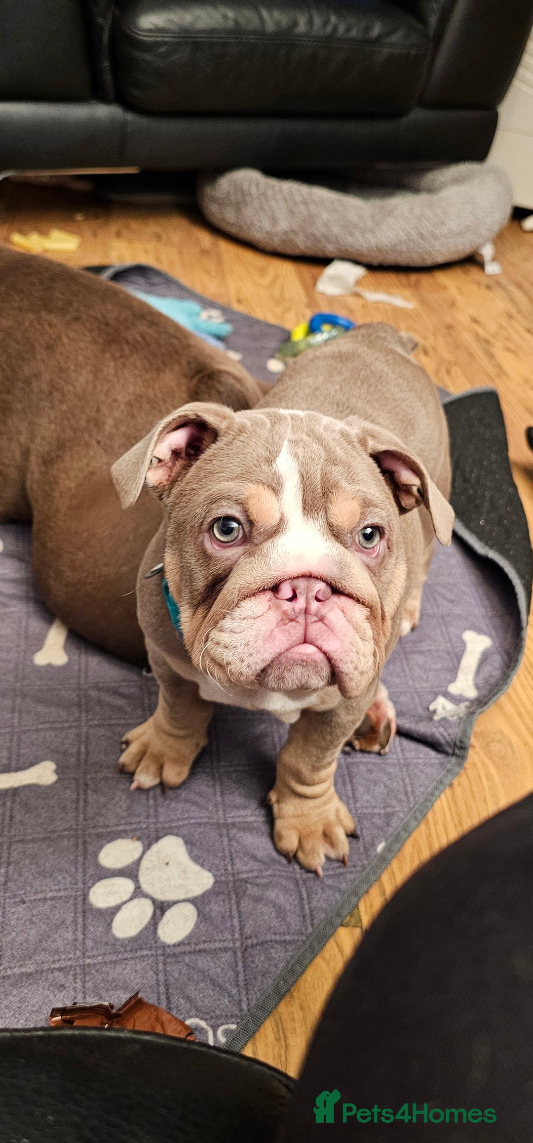 English Bulldog dogs for sale: Final Female English Bulldog available - Image 21