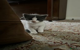 British Shorthair cats for sale: Stunning blue kittens  - Image 11