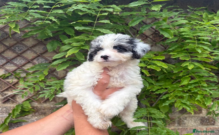 Cavapoo dogs in Southampton - Advert 1