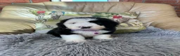 Old English Sheepdog dogs for sale: Old English sheep dog puppies  - Advert 7
