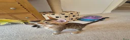 Bengal cats for sale: Stunning Pedigree Bengal Kittens - Advert 10