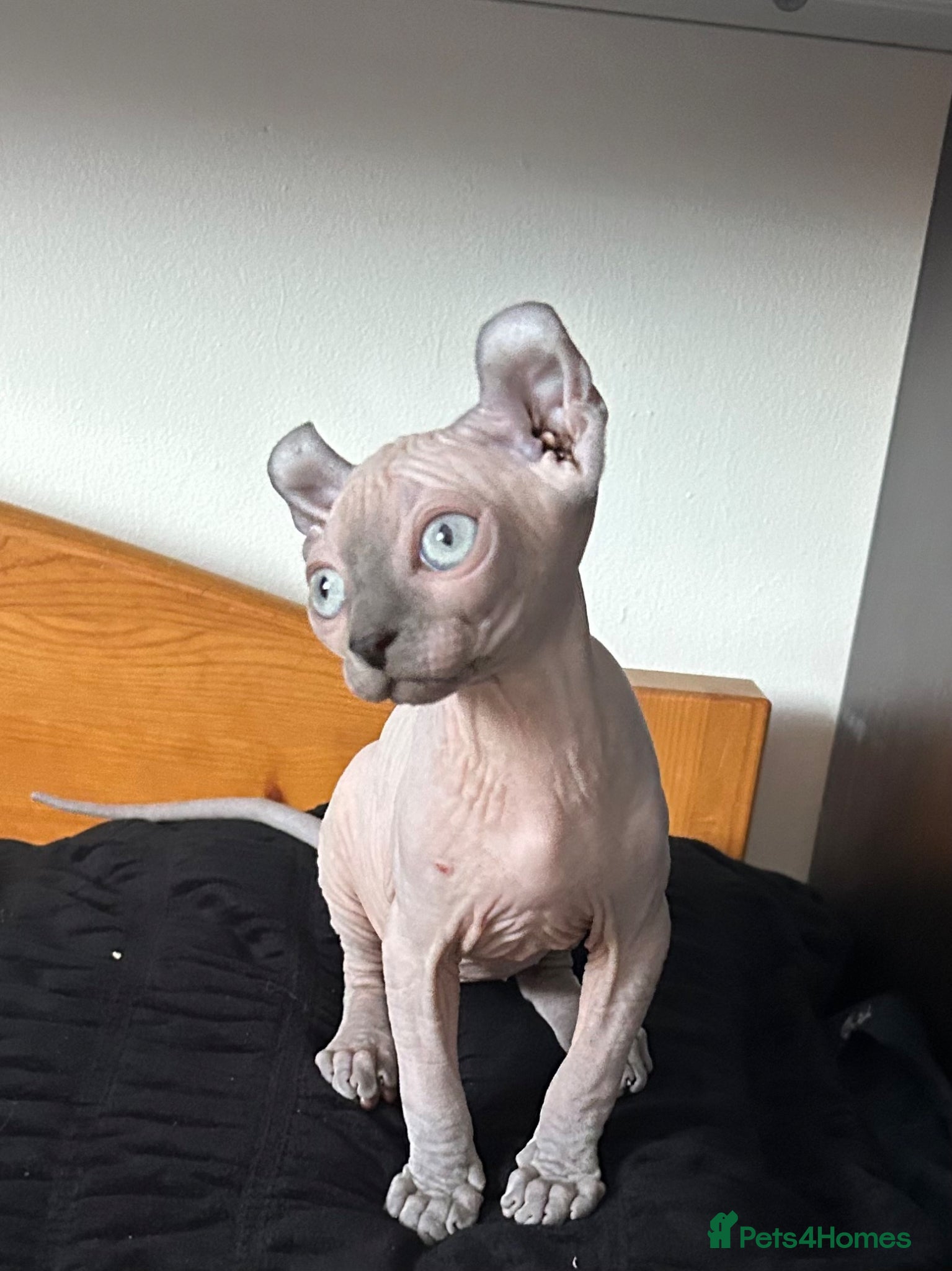 Sphynx cats Six gorgeous sphinx for sale  - Advert 2