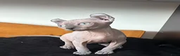 Sphynx cats for sale: Six gorgeous sphinx for sale  - Advert 2