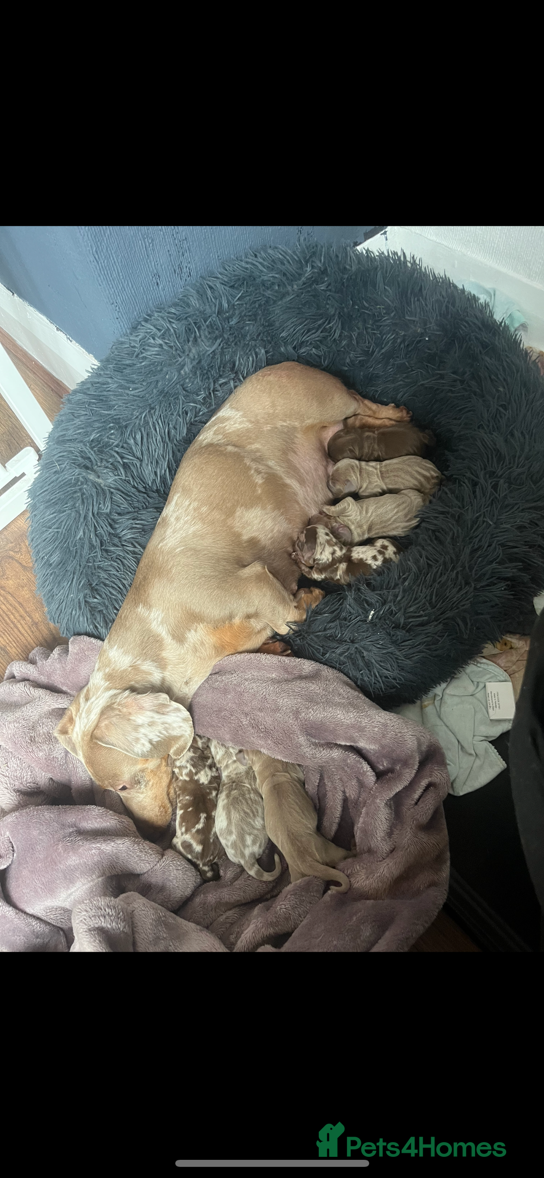 Miniature Dachshund dogs for sale: REDUCED KC miniature dachshunds READY TO LEAVE  - Image 4