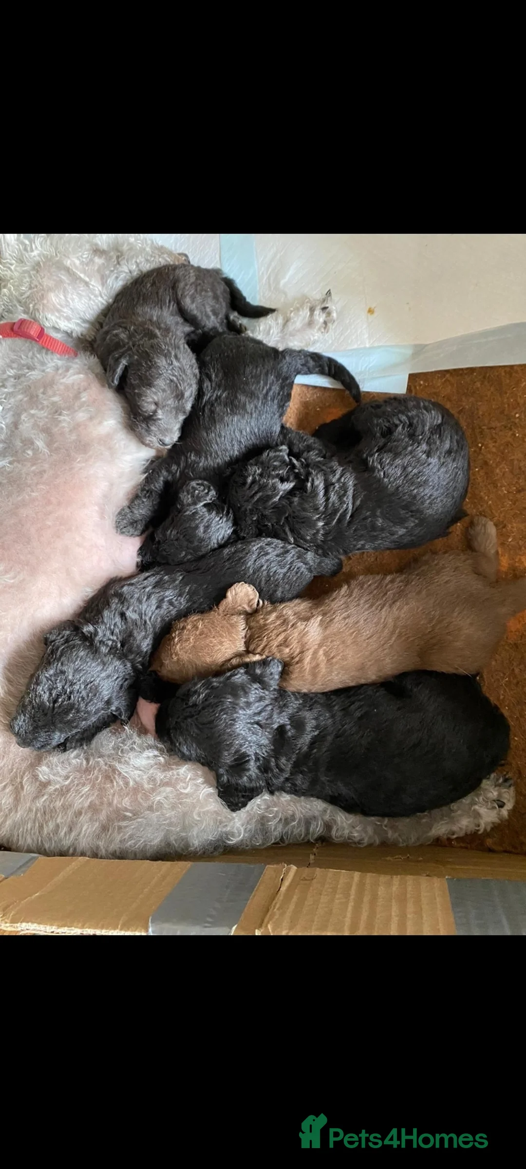 Bedlington Terrier dogs for stud: Blue.  Bedlington terrier for stud  CT Clear   in Chesterfield - Advert 24