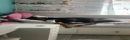 Dobermann dogs for sale: Oxy Doberman  in Bristol - Advert 4