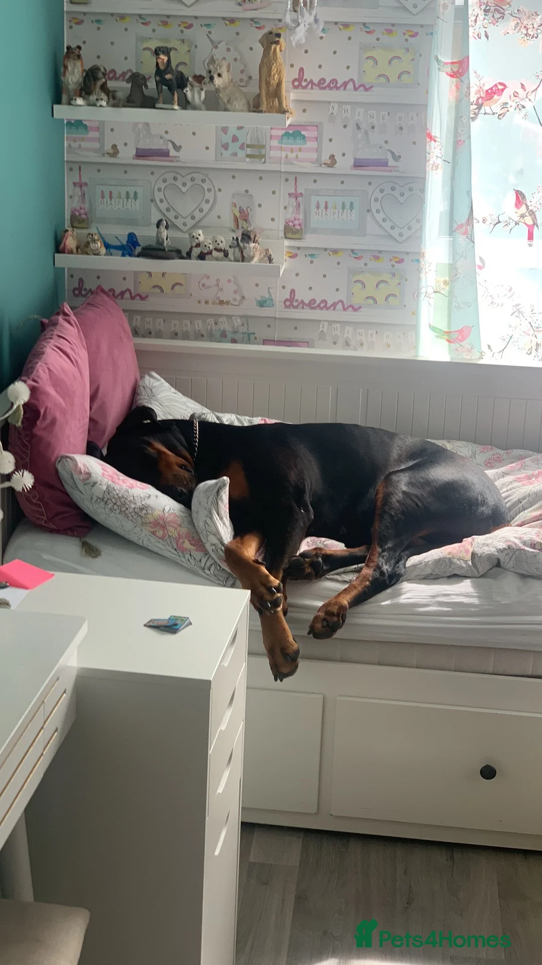 Dobermann dogs for sale: Oxy Doberman  in Bristol - Advert 4