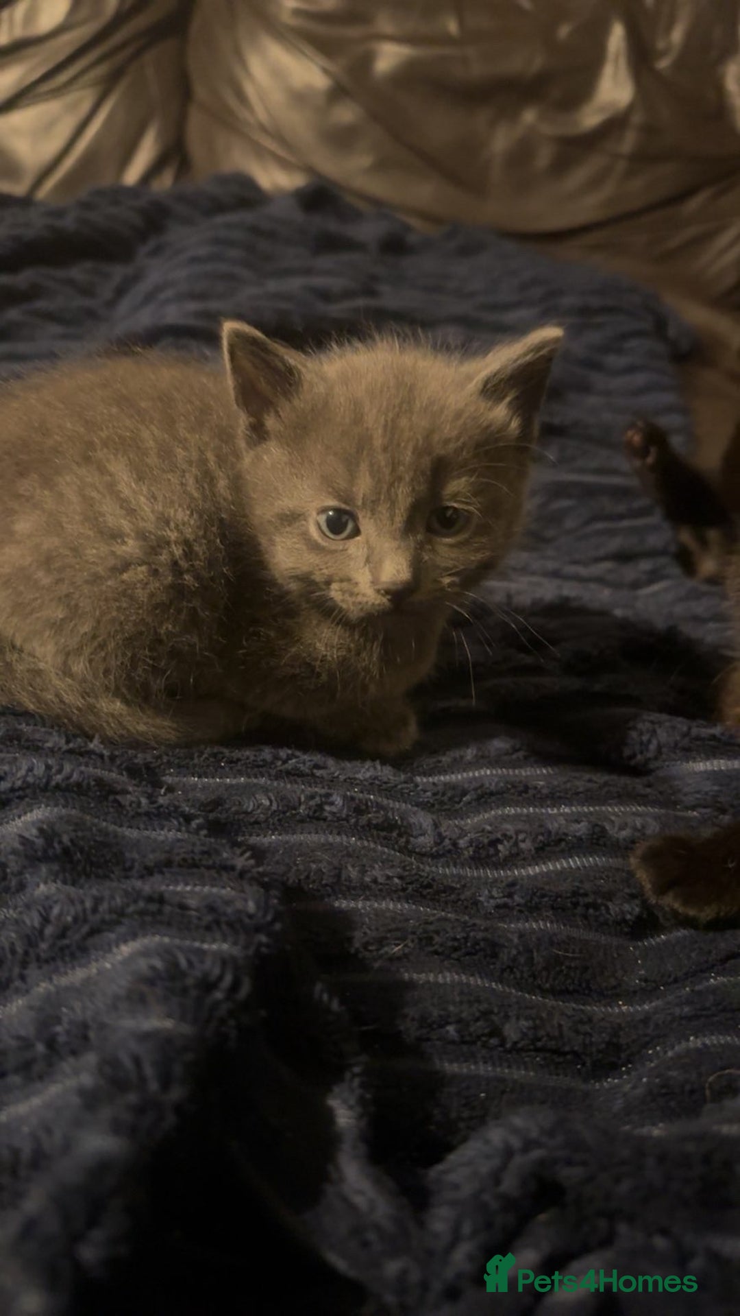 Mixed Breed cats for sale: Mixed breed kittens  - Advert 3