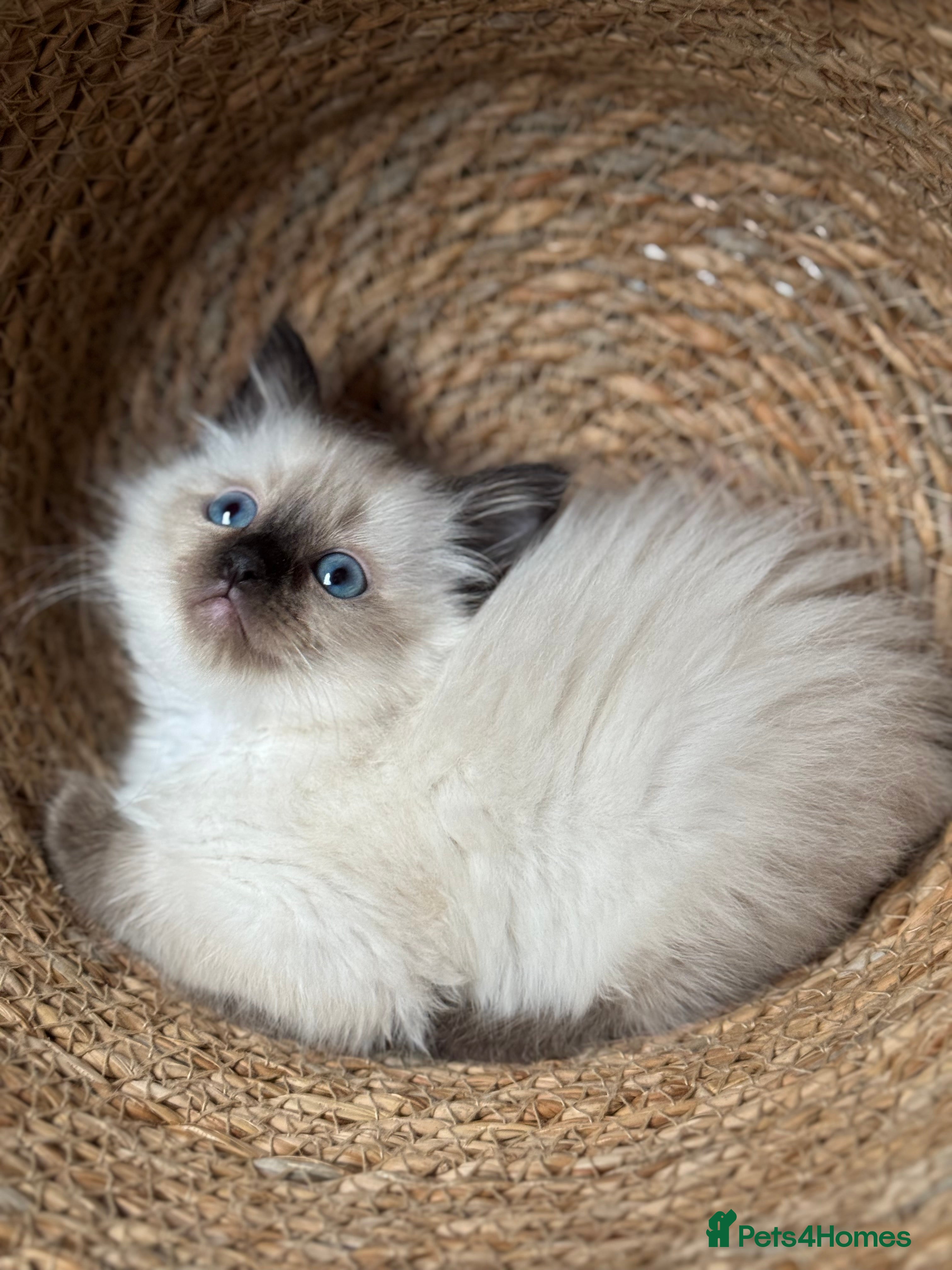 Ragdoll cats ACTIVE Ragdoll kitten  - Advert 10