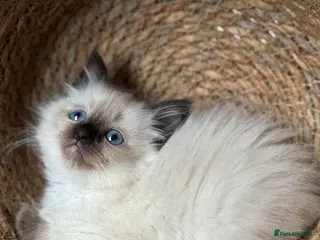 Ragdoll cats ACTIVE Ragdoll kitten - Advert 10