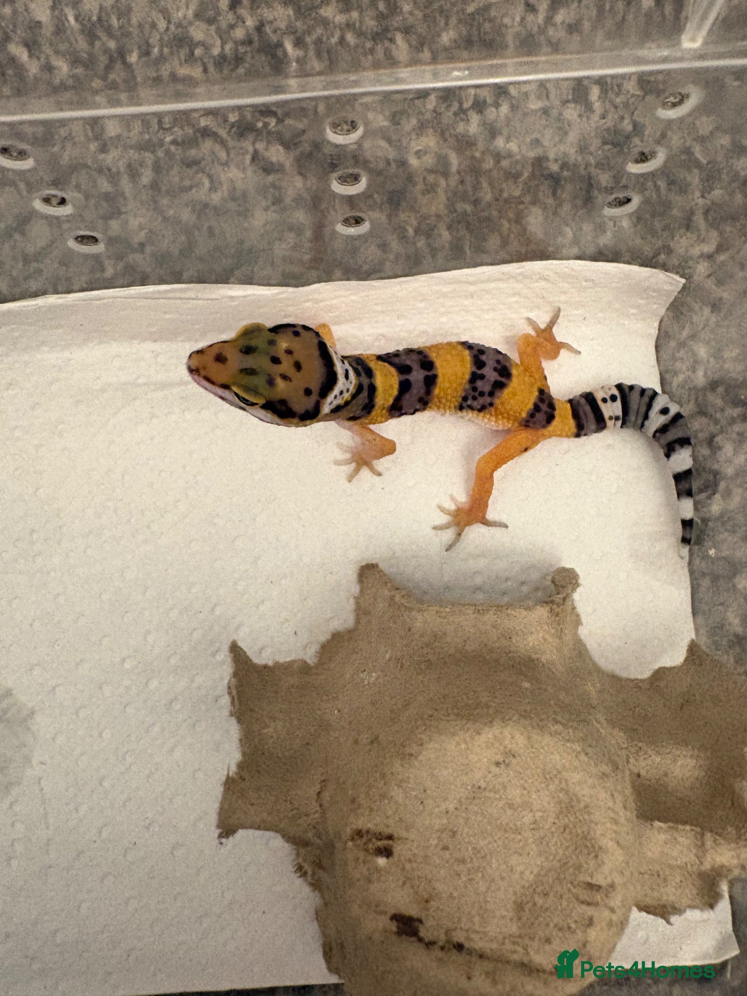 Leopard Gecko reptiles Leopard gecko - Advert 1