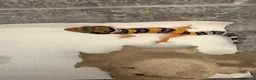Leopard Gecko reptiles for sale: Leopard gecko in Saint Helens - Advert 1