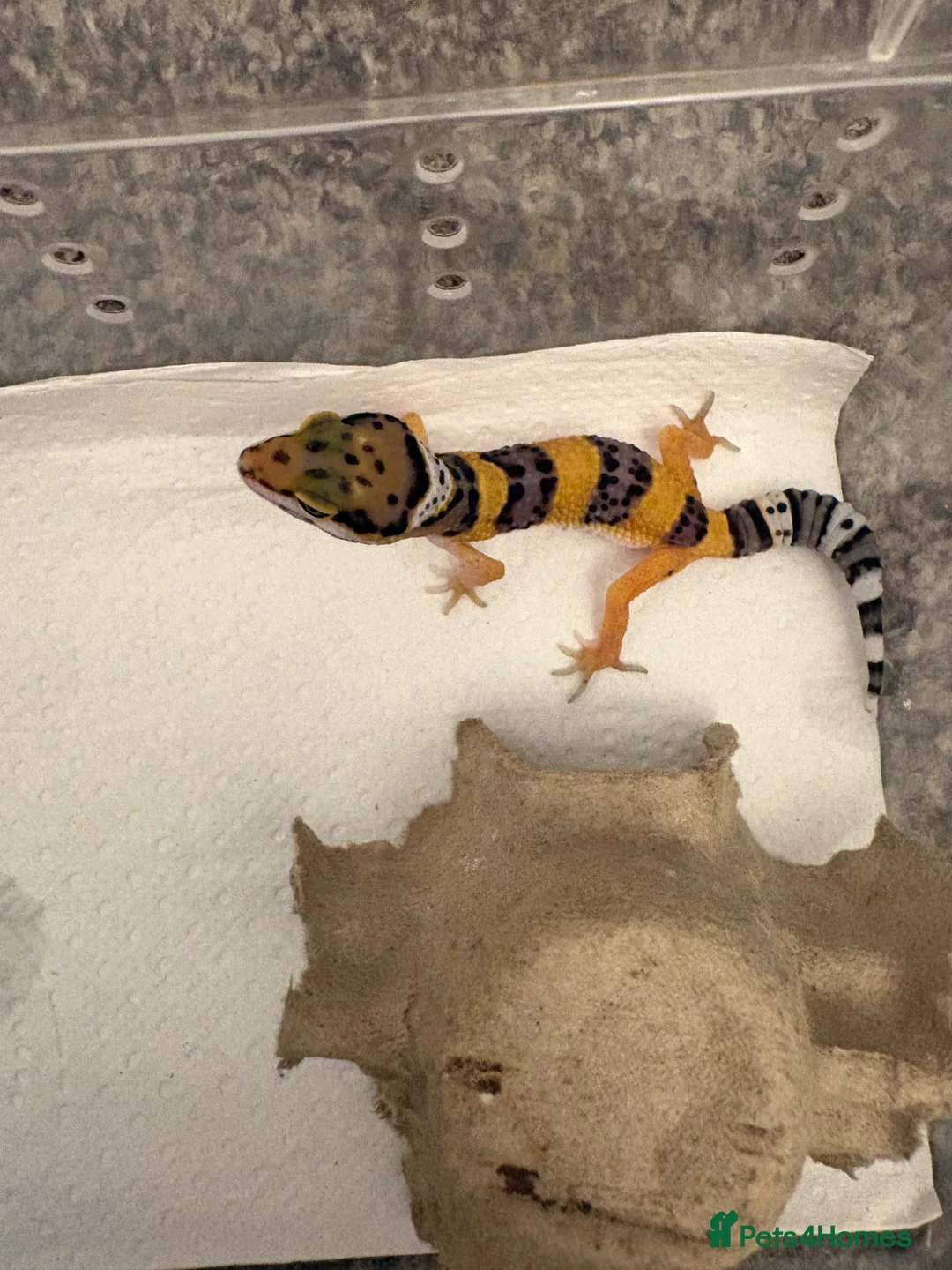 Leopard Gecko reptiles for sale: Leopard gecko in Saint Helens - Advert 1
