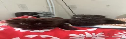 Mixed Breed cats for sale: Mixed kittens - Advert 15