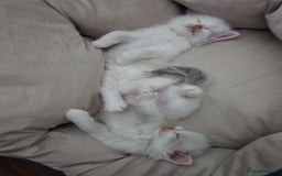 Ragdoll cats for sale: Litter of Five Gorgeous Ragdoll Kittens! - Image 10