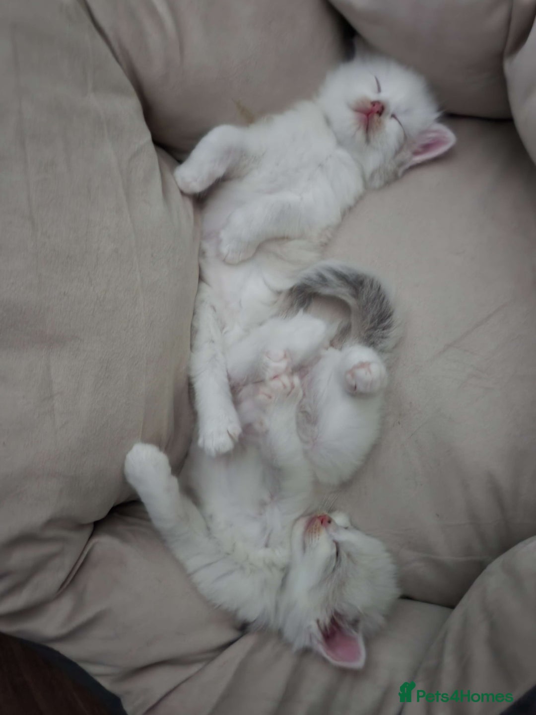 Ragdoll cats for sale: Litter of Five Gorgeous Ragdoll Kittens! - Image 10