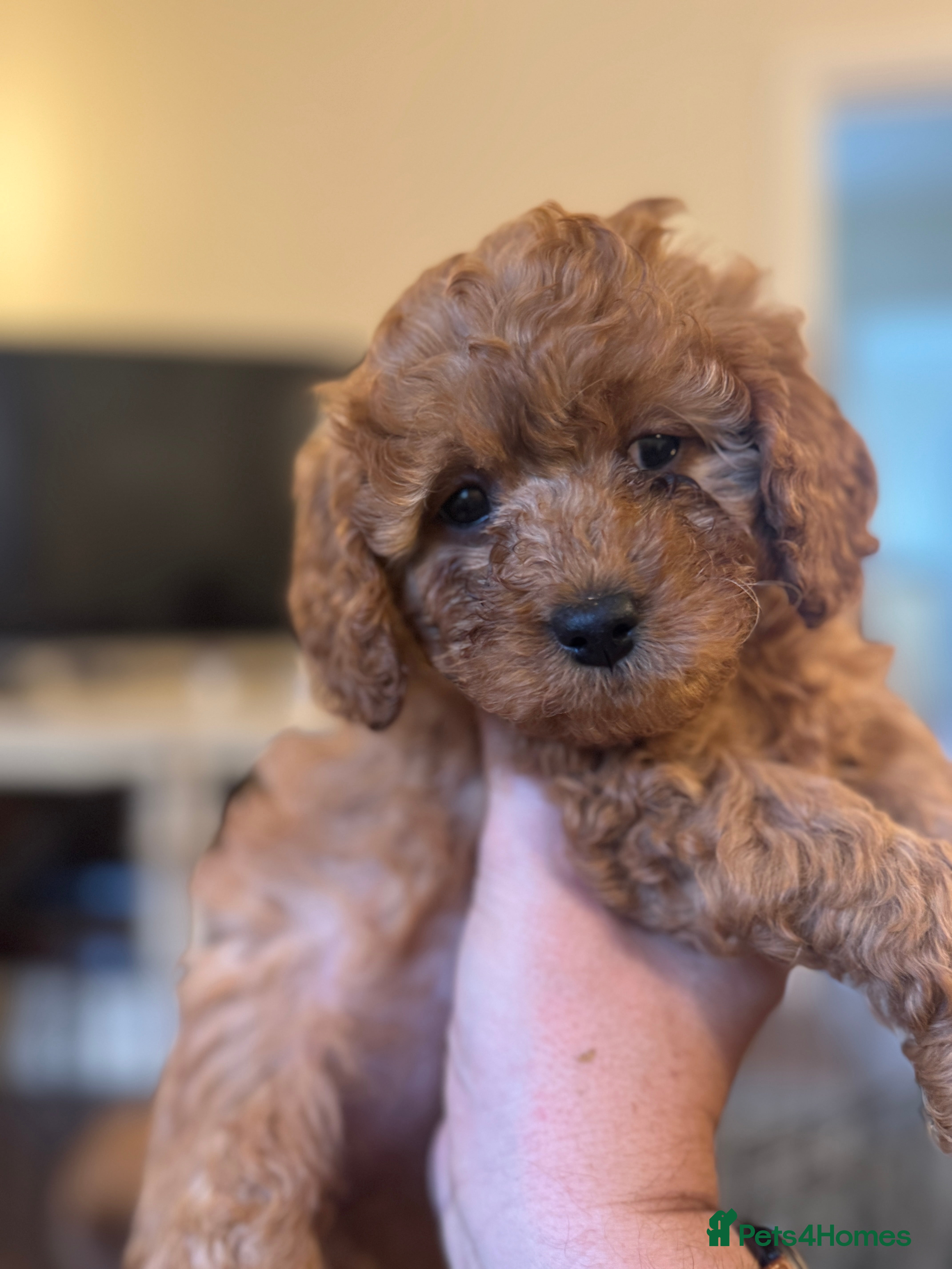 Cavapoo dogs Toy Cavapoo F1B - Miss Pink ready 18th January  - Advert 6