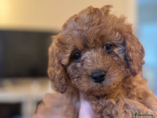 Cavapoo dogs Toy Cavapoo F1B - Miss Pink ready 18th January - Advert 6