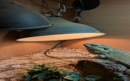 Bearded Dragon reptiles for sale: Bearded Dragon in need of new home! - Advert 3