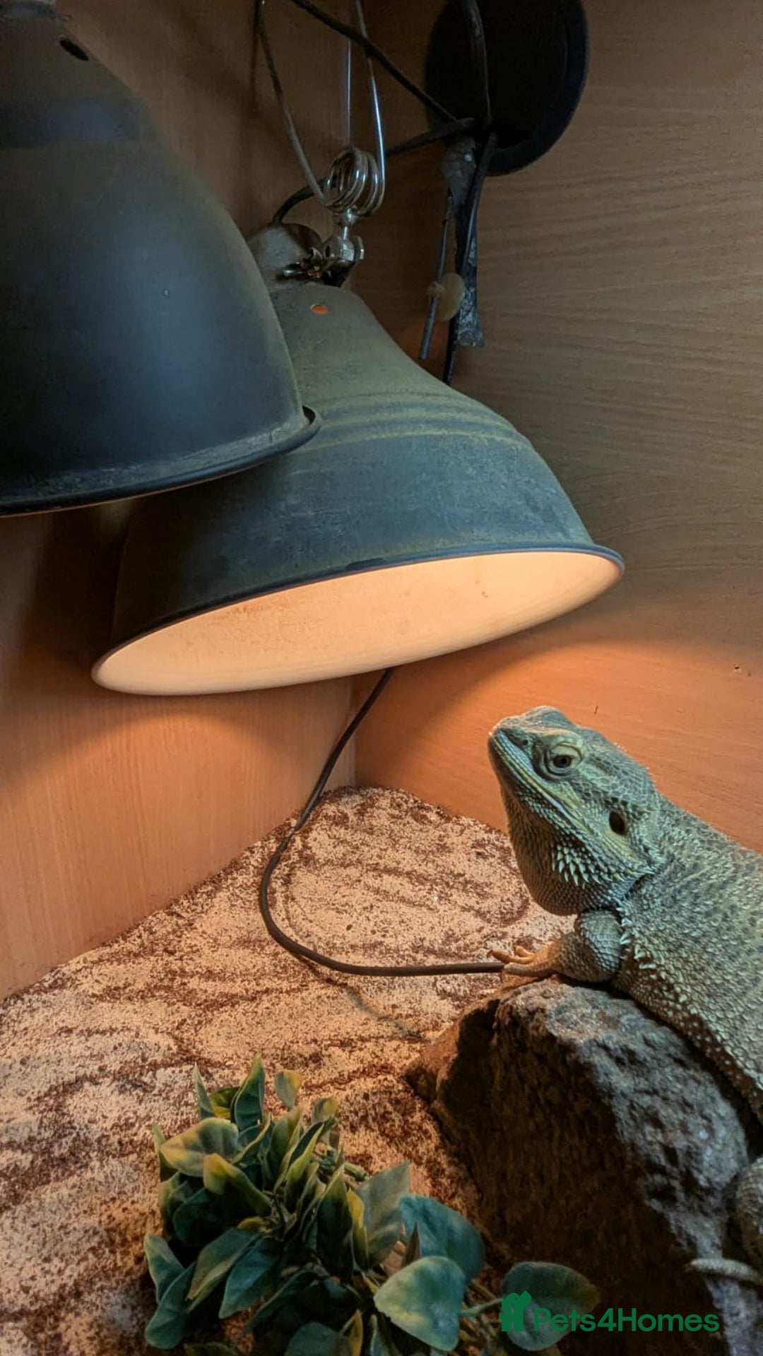 Bearded Dragon reptiles for sale: Bearded Dragon in need of new home! - Advert 3