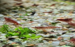 Shrimps fish for sale: 🔥RED, BLUE & YELLOW SHRIMP 🦐 + a free plant 🍃 - Image 11