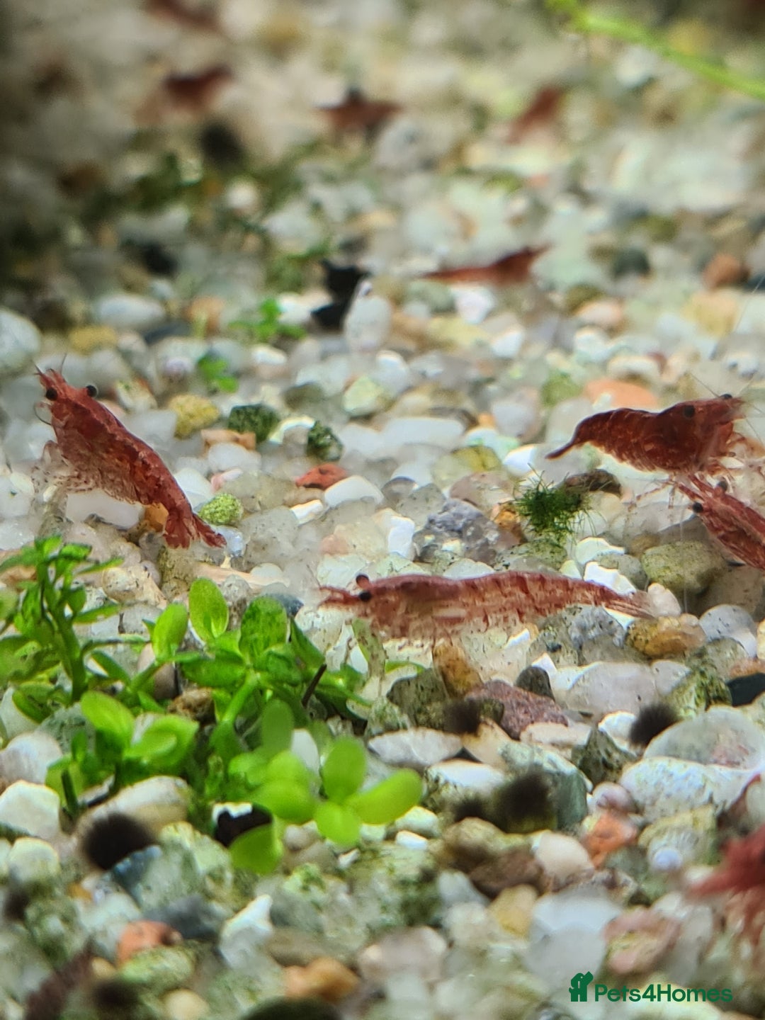 Shrimps fish for sale: 🔥RED, BLUE & YELLOW SHRIMP 🦐 + a free plant 🍃 - Image 11
