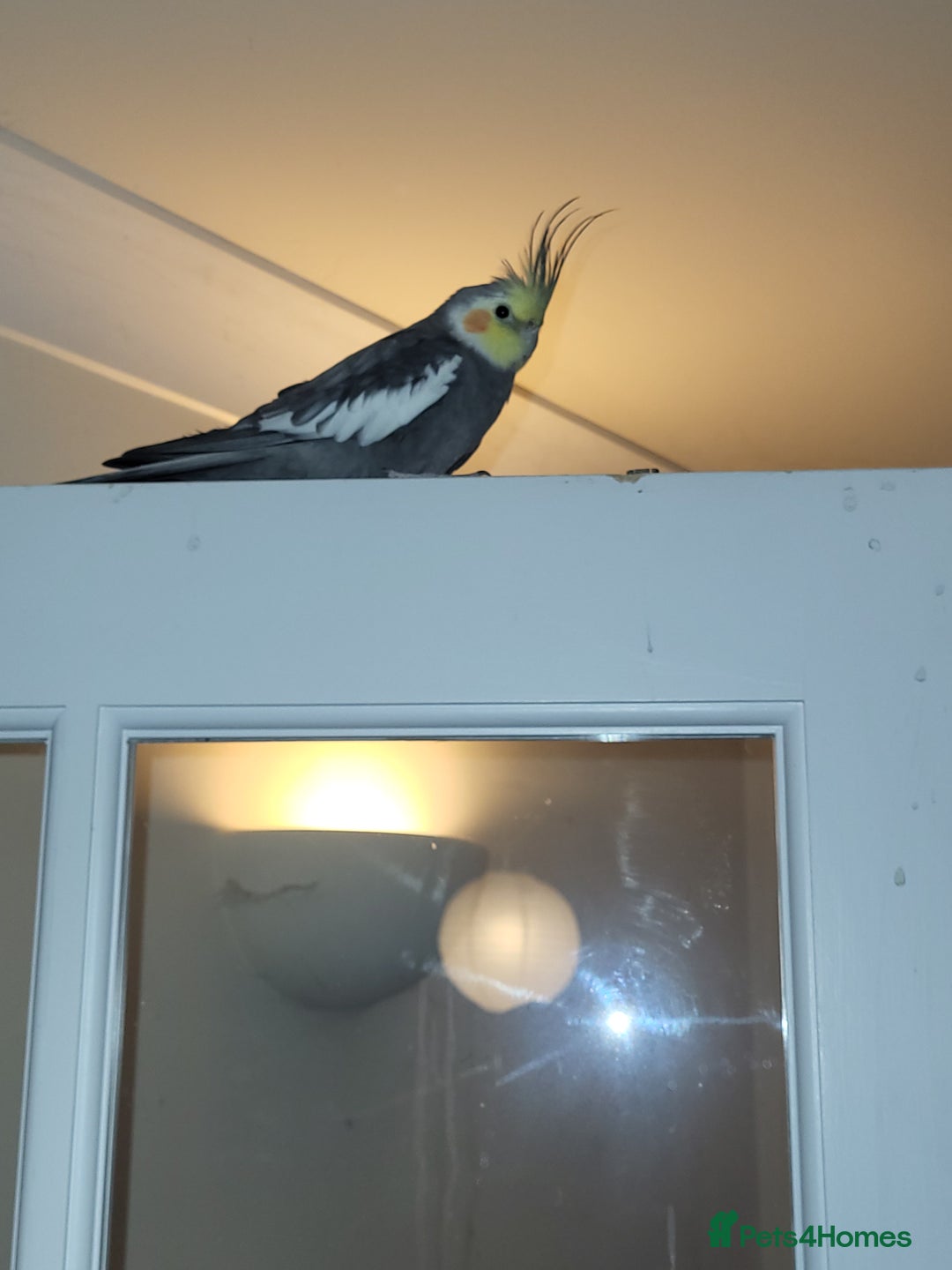 Cockatiels birds for sale: Lovely male looking for a home. - Advert 1