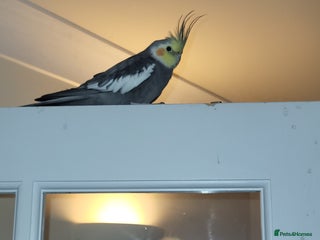 Cockatiels birds Lovely male looking for a home. - Advert 1