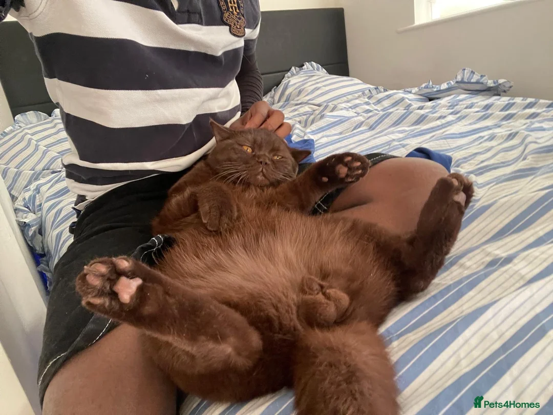 British Shorthair cats for stud: Male brown British shorthair available for stud  - Advert 5