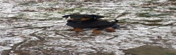 Dobermann dogs for sale: KC Reg DCM Clear Female Doberman Pup - Advert 3