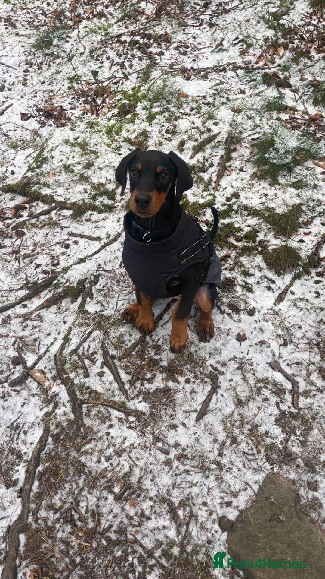 Dobermann dogs for sale: KC Reg DCM Clear Female Doberman Pup - Advert 3