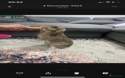 Mini Lop rabbits for sale: Purebred mini lops   in St Albans - Image 1