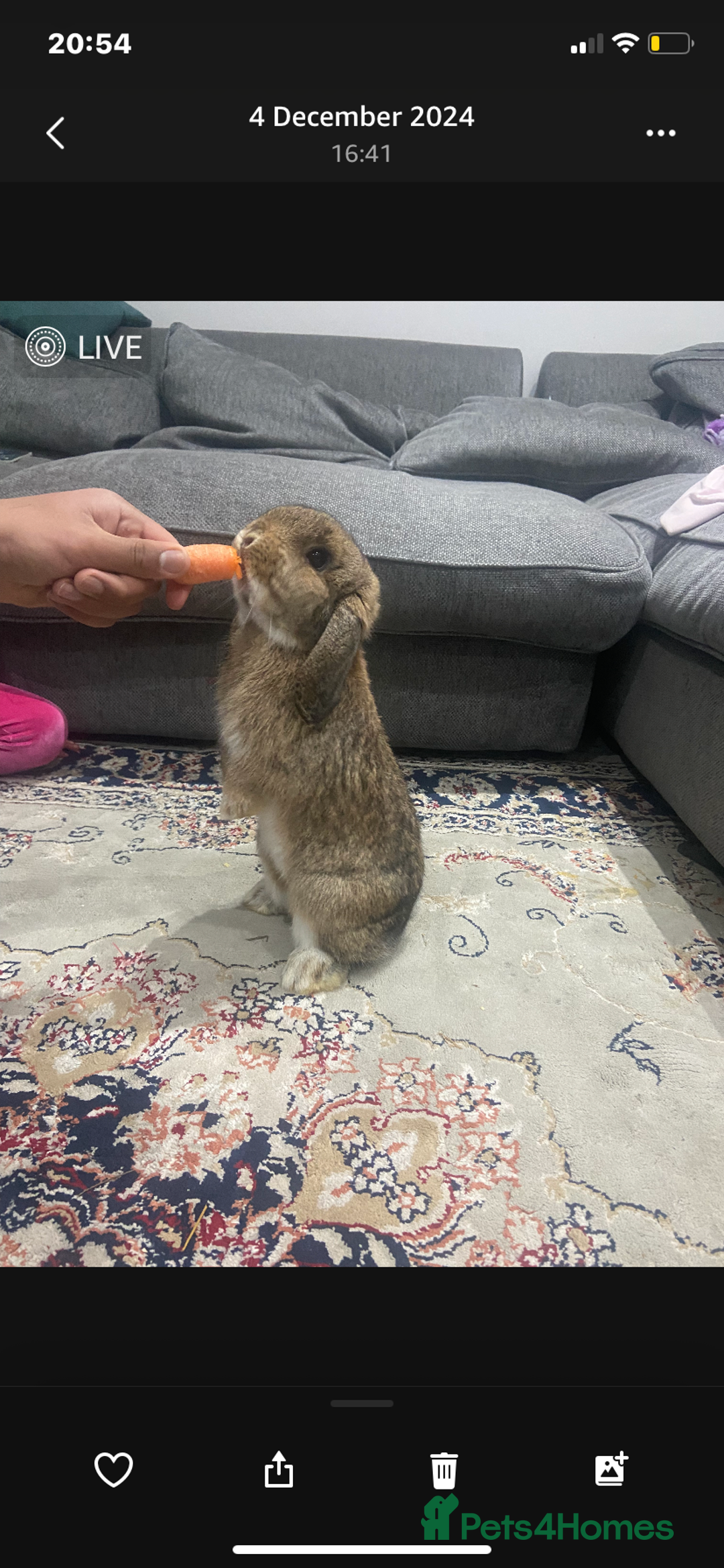 Mini Lop rabbits for sale: Purebred mini lops   in St Albans - Image 1