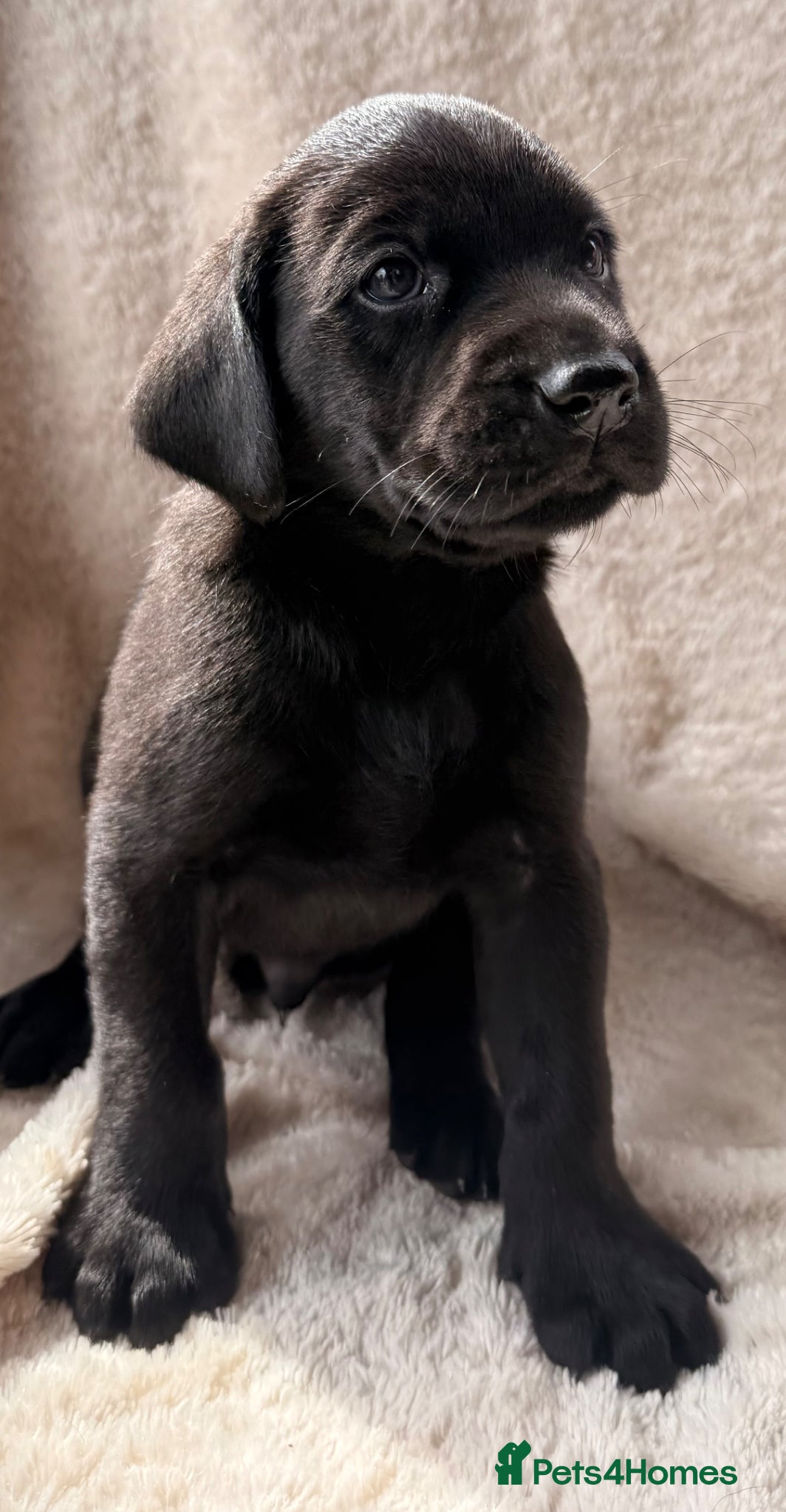 Labrador Retriever dogs Black working Labs parents fully health tested - Advert 2