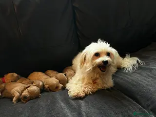 Maltipoo dogs ❤️🐶 Beautiful maltipoo litter 🐶❤️ - Advert 10