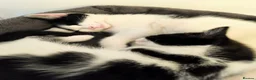 Mixed Breed cats for sale: Cute kittens  - Advert 2