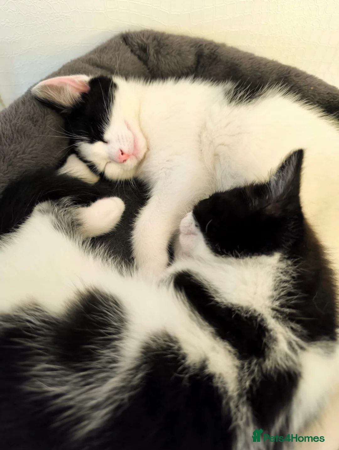 Mixed Breed cats for sale: Cute kittens  - Advert 2