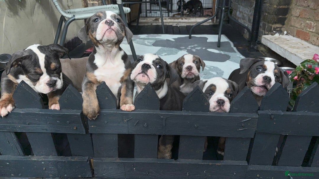 Olde English Bulldogge dogs for sale: Olde English bulldogs puppies READY to leave - Image 2