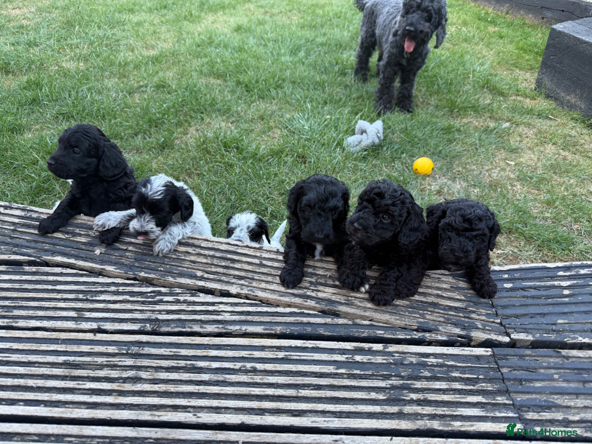 Mixed Breed dogs for sale: Jackapoo Puppies - Advert 28