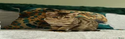 Bengal cats for sale: Stunning beautiful bengal kittens  - Advert 5