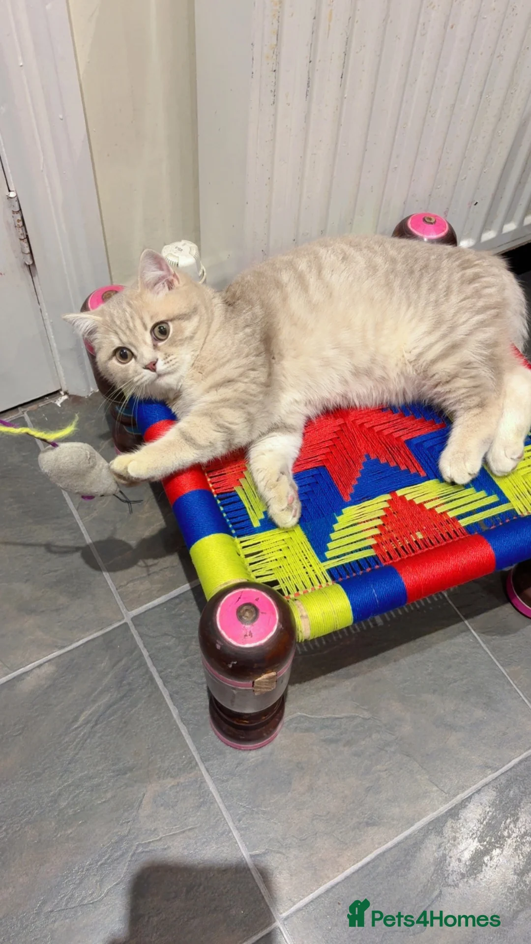 British Shorthair cats for sale: 1 BEAUTIFUL BRITISH SHORTHAIR LEFT - Advert 1