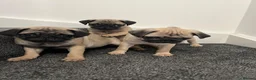 Pug dogs for sale: Pug puppies 🐶.  - Advert 9