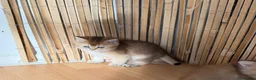 British Longhair cats for sale:  NY12 GOLDENSHADED White colour point  - Advert 15