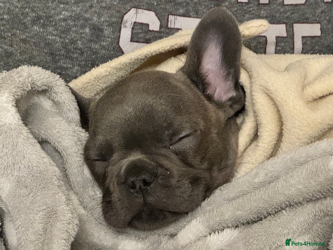 French Bulldog dogs for sale: Radka Weeden - Advert 4