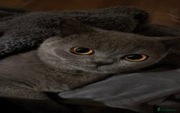 British Shorthair cats for sale: Grey British Shorthair - Image 6