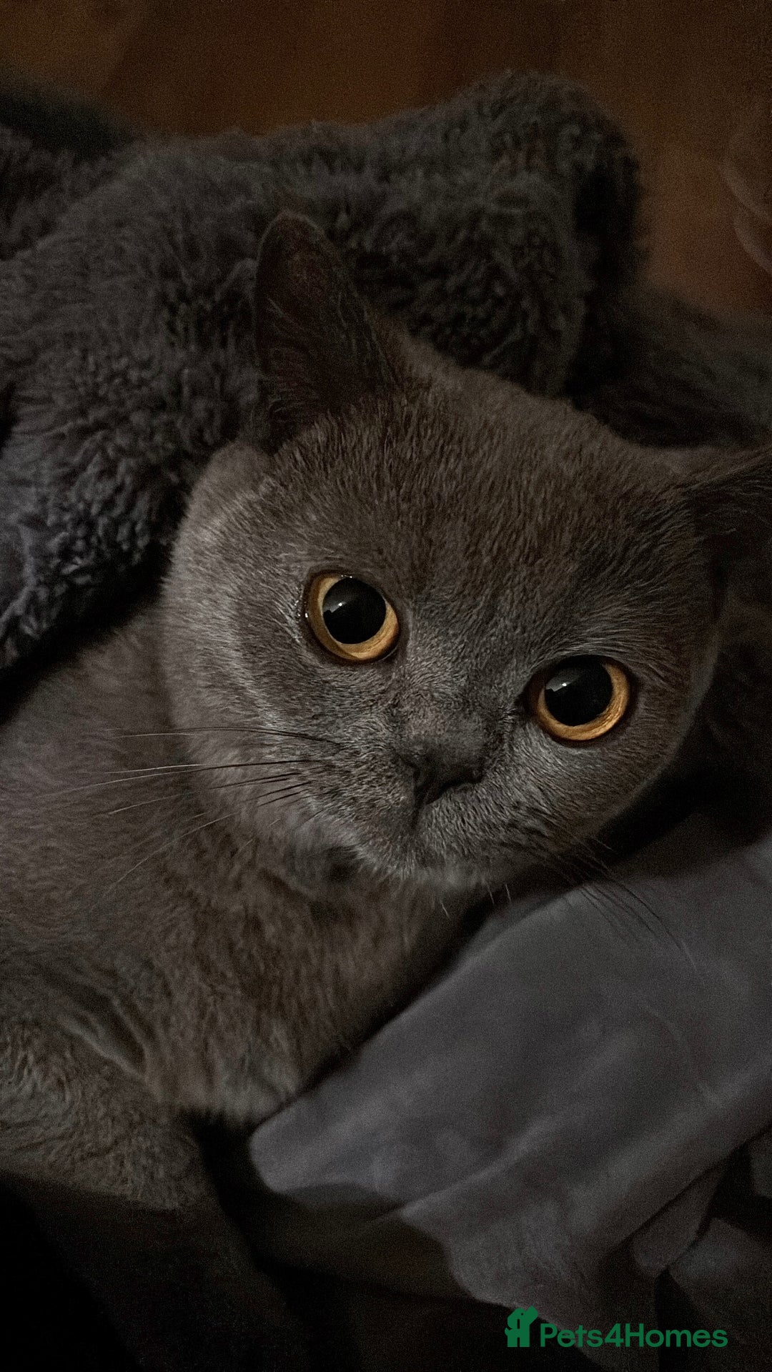 British Shorthair cats for sale: Grey British Shorthair - Image 6