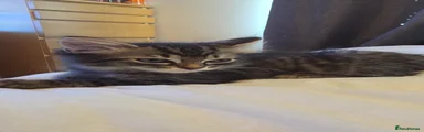 Mixed Breed Kitten 3