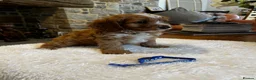 Cavapoo dogs for sale: Gorgeous Red F1 Cavapoo puppies  - Advert 13