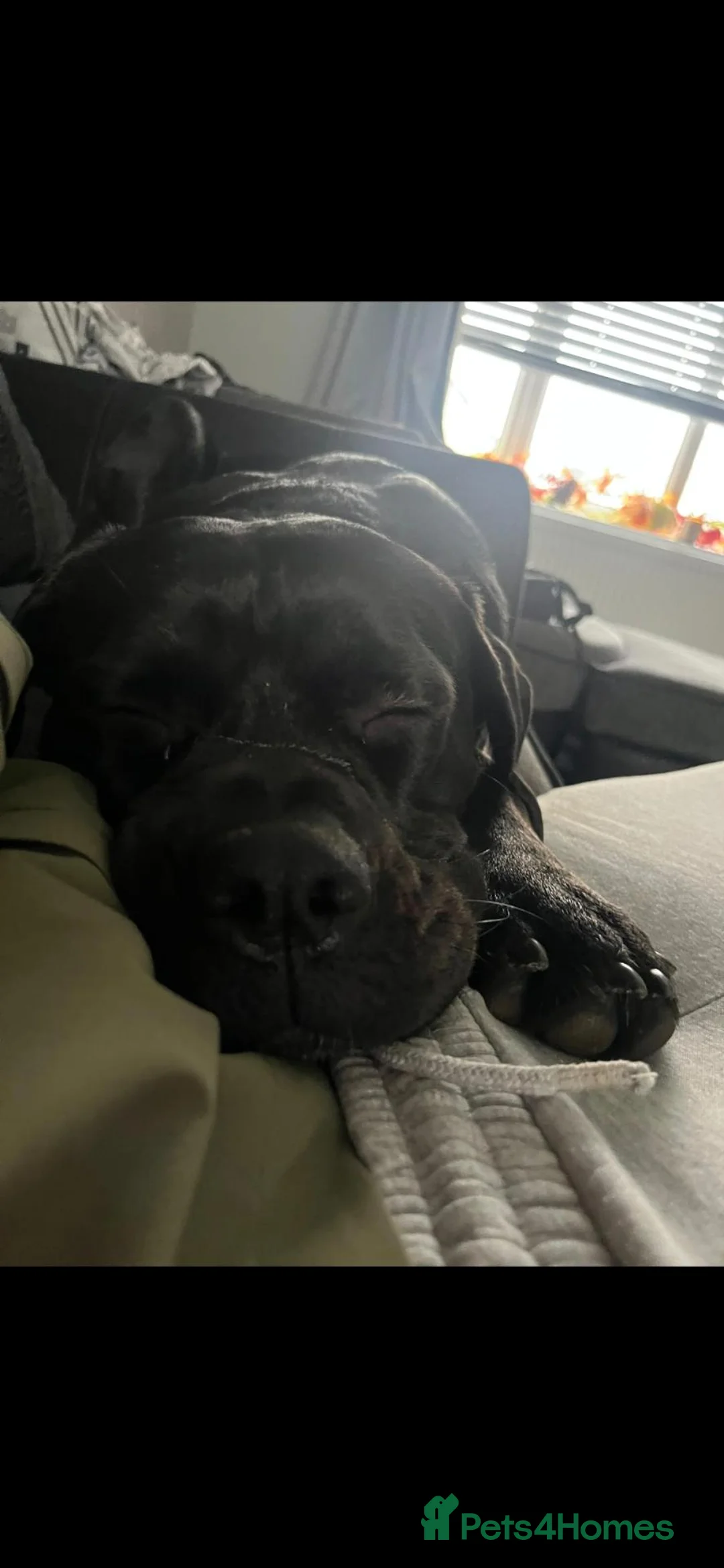 Cane Corso dogs for sale: Beautiful 18 month old Cane Corso Girl in Hemel Hempstead - Advert 2